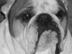 The Bulldogs Who Own Us!