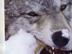 Image007_72x54_c