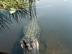 Alligator_72x54_c