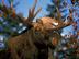Moose_72x54_c