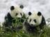 Panda-bear_72x54_c