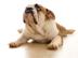 English-bulldog_72x54_c