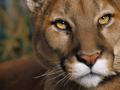 Sexy-tiger-120x90-c_120x90_c