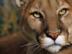 Sexy-tiger-120x90-c_72x54_c